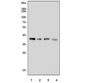Zwint Antibody