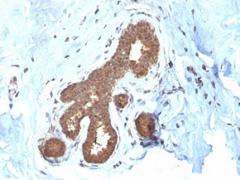 IHC staining of FFPE human placental tissue with GSTM2 antibody (clone CPTC-GSTMu2-2). HIER: boil ti