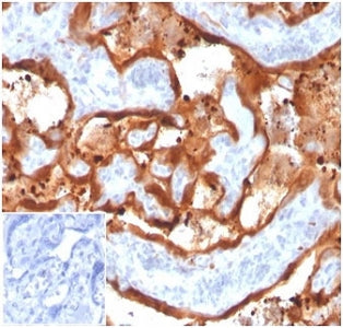 IHC staining of FFPE human placental tissue with Transglutaminase 2 antibody (clone TGM2/3612). Nega