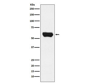 LCK Antibody