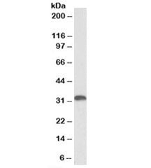 Heme Oxygenase 1 Antibody (HO-1)