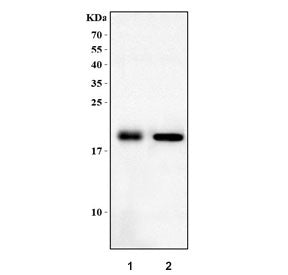 Western blot testing of 1) rat heart and 2) mouse heart tissue lysate with Dtr antibody. Predicted m