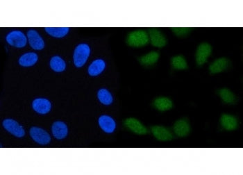 SCFD2 Antibody / Sec1 family domain-containing protein 2