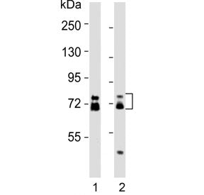 ESRP1 Antibody