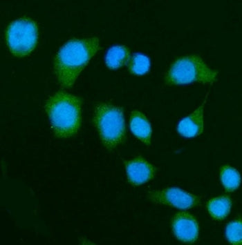 Immunofluorescent staining of FFPE human SiHa cells with DAP-1 antibody (green) and DAPI nuclear sta