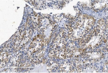 KCNQ5 Antibody