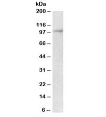 Malt1 Antibody (isoform 2)