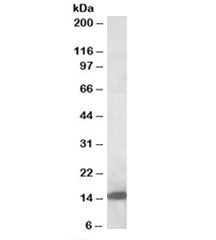 Galectin-1 Antibody