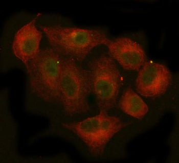 JAK2 Antibody