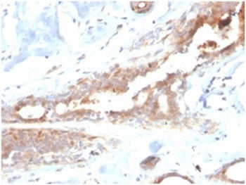 Lactoferrin Antibody / LTF