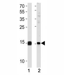 SUMO2/3 Antibody