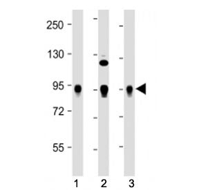 Wee1 Antibody