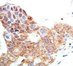 PRMT5 Antibody