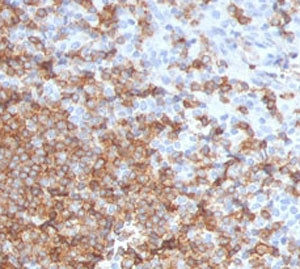 IHC staining of FFPE human tonsil with CD105 antibody (clone CDLA105-1). HIER: boil tissue sections 
