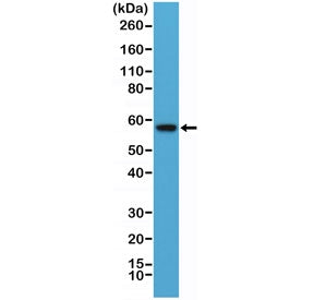 AKT Antibody / PH domain