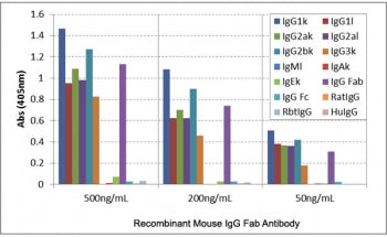 Mouse IgG Fab Antibody