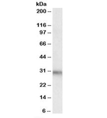 DAPP1 Antibody