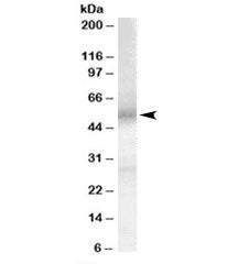 EP4 Antibody