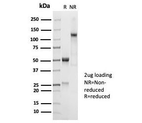 SDS-PAGE analysis of purified, BSA-free recombinant CD45RA antibody (clone PTPRC/7018R) as confirmat