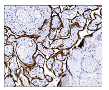 IHC staining of FFPE human placental tissue with Steryl-sulfatase antibody. HIER: boil tissue sectio
