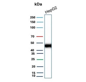 CD147 / Emmprin / Basigin Antibody