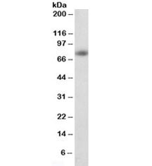 Western blot testing of human cerebral cortex lysate with APP antibody at 1ug/ml. Predicted molecula