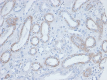 IHC staining of endogenous biotin in FFPE human kidney tissue with Biotin antibody (clone BTN/36). H