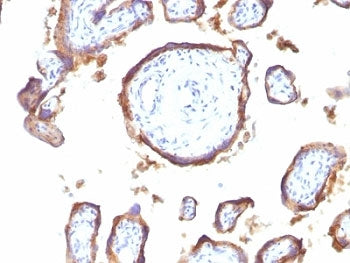 EGF Receptor / EGFR Antibody