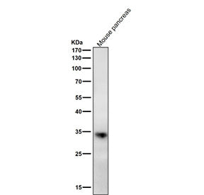 Western blot testing of mouse pancreas tissue lysate with the ERP27 antibody at 1:2000 dilution for 