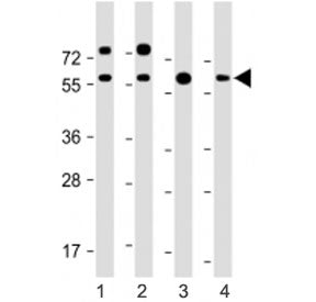 RGMB Antibody