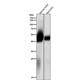 All lanes use the antibody at 1:2000 dilution for 1 hour at room temperature. Predicted molecular we