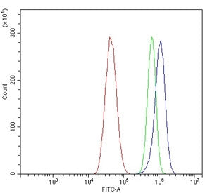 Kv1.1 Antibody / KCNA1
