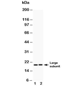 Caspase-8 Antibody