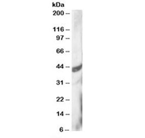 DAP3 Antibody