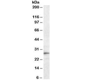 Western blot testing of mouse liver lysate with Trem2 antibody at 0.3ug/ml. Predicted molecular weig