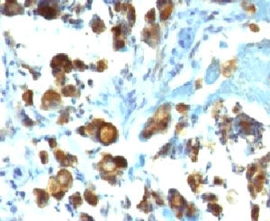MUC3 Antibody