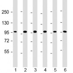 TAF4 Antibody / TBP associated factor 4