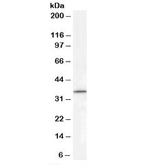 RNF115 Antibody