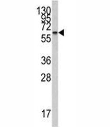 CYP26A1 Antibody