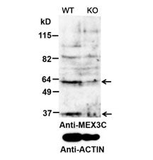 MEX3C Antibody