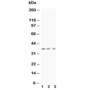 BDNF Antibody