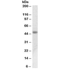Western blot testing of human prostate lysate with ACPP antibody at 0.01ug/ml. Expected molecular we