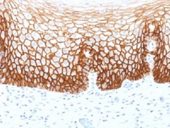CD44v9 Antibody