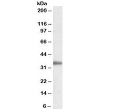PCNA Antibody
