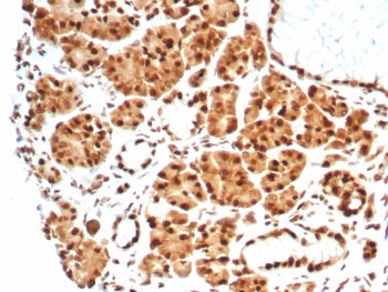 HSP70 Antibody / HSPA1B