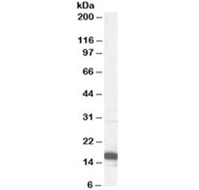p16 Antibody