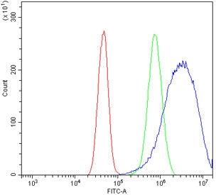 BTG2 Antibody