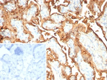 S100P Antibody / MIG9