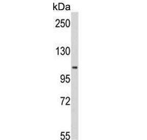 MTHFD1 Antibody