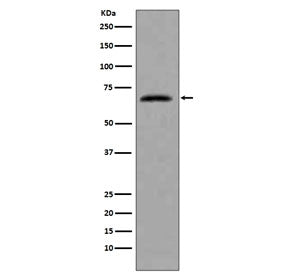 CDC7 Antibody